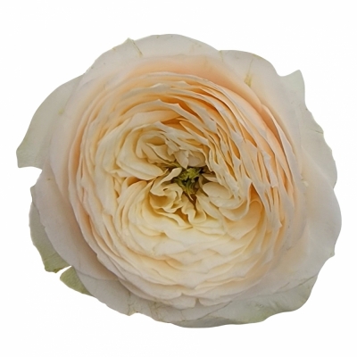 Růže SAINT TROPEZ 40cm (XL)