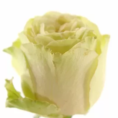 Růže Savina 50cm (M)