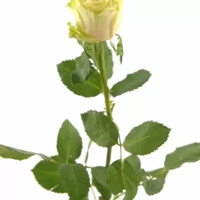 Růže Savina