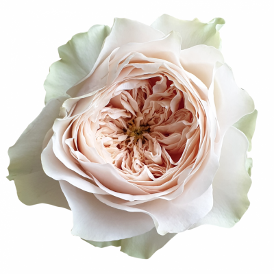 Růže SHADE OF BEIGE! 40cm (XL)