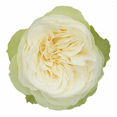 Růže SHADES O WHITE! 40cm (XL)