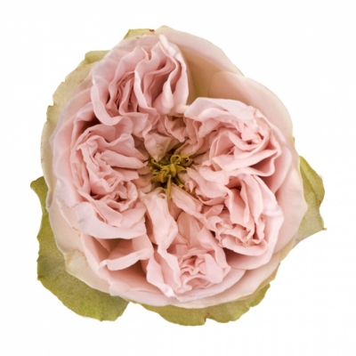 Růže SHADES OF GREY 50cm (XXL)