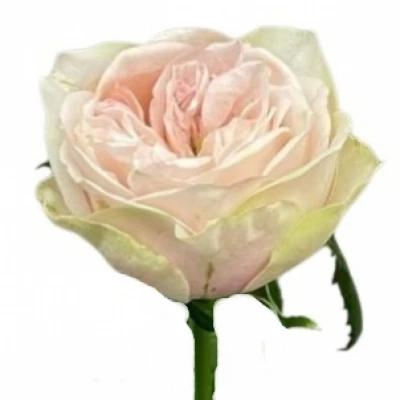 Růže SHADES OF GREY