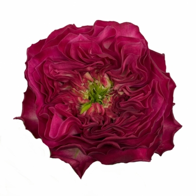 Růže SHEFFIELD PARK! 40cm (XL)