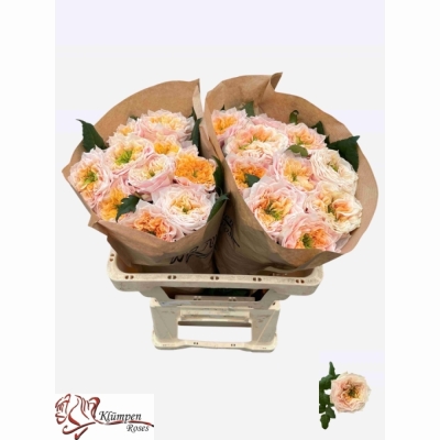 Růže SIRA GARDENS 50cm (XL)