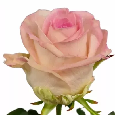 Ruža SMASHCAKE