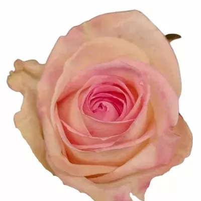 Růže SMASHCAKE