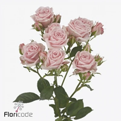 Růžová růže trsová SMOOTH BLOSSOMS 60 cm / 7+