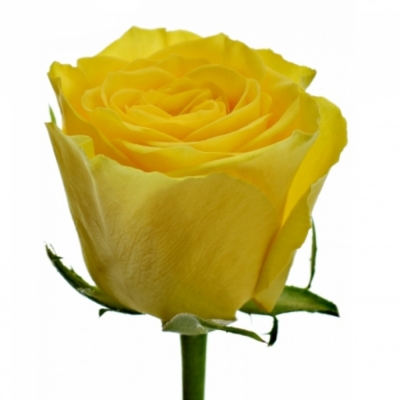 Žlutá růže SOLERO 70cm (M)