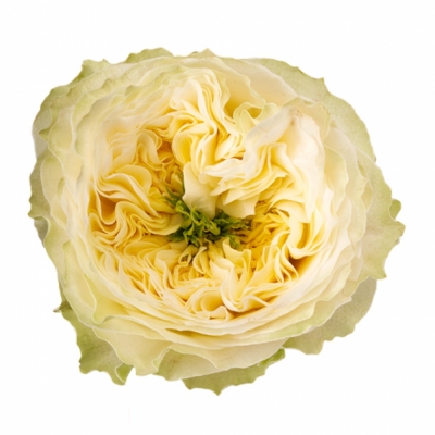 Růže SOLSBURY HILL 40cm (XL)