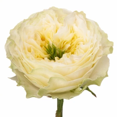 Růže SOLSBURY HILL