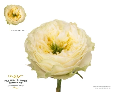 Růže SOLSBURY HILL