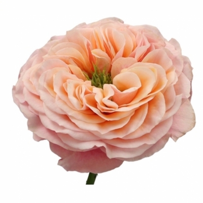 Růže SOUTHPARK 40cm (XL)