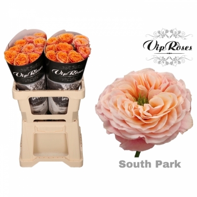 Ruže SOUTHPARK 40cm (XL)