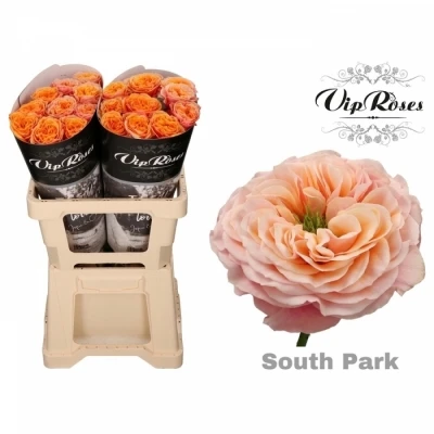 Růže SOUTHPARK