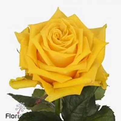 Růže SOUZA! 70cm (XXL)