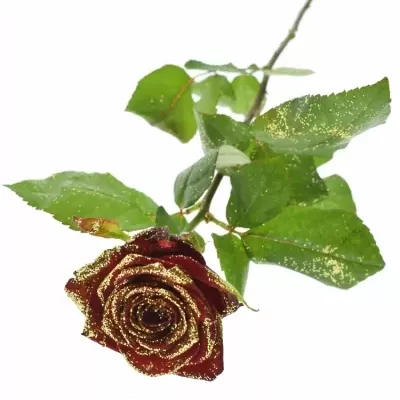 Ruže SPARKLING GOLD 70cm (M)
