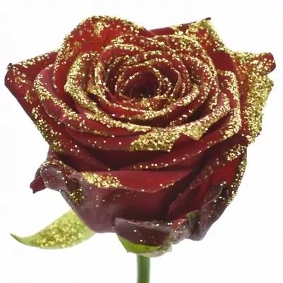 Růže RED NAOMI! SPARKLING GOLD 70cm (L)