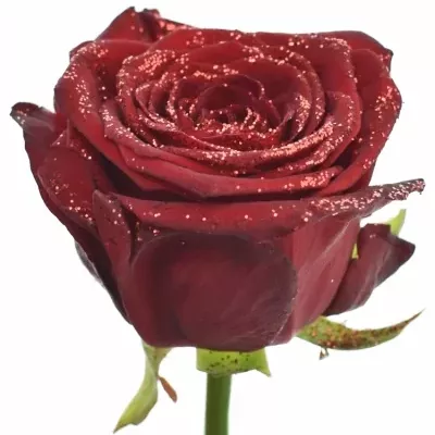 Růže SPARKLING RED 70cm (M)