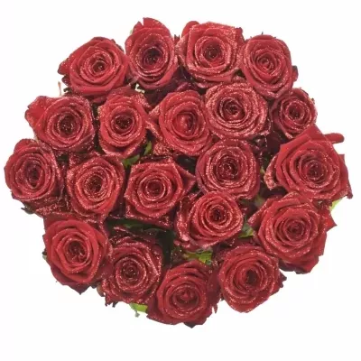 Růže SPARKLING RED 70cm (M)