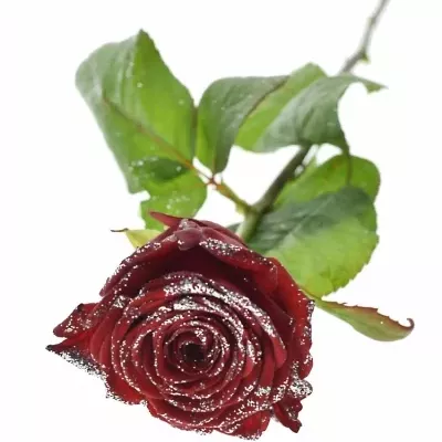 Růže SPARKLING SILVER 70cm (M)
