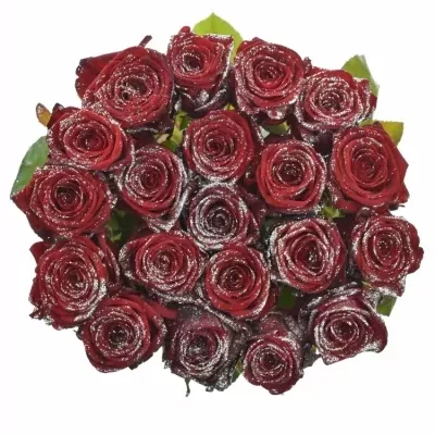 Růže SPARKLING SILVER 70cm (M)