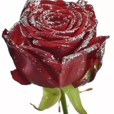 Růže RED NAOMI! SPARKLING SILVER 70cm (L)