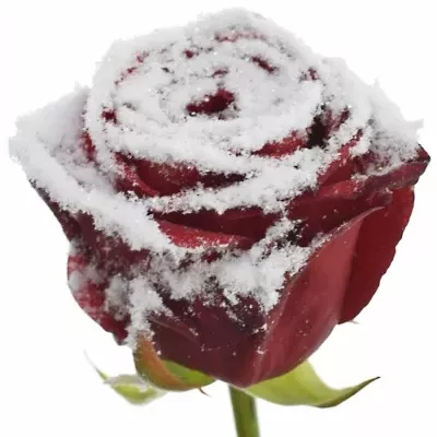 Růže RED NAOMI! SPARKLING SNOW 70cm (L)