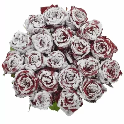 Ruže SPARKLING SNOW 70cm (M)