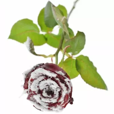 Růže SPARKLING SNOW 70cm (M)