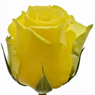 Růže SUNCHASER 80cm (XXL)