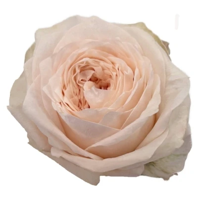 Růže SUNDERLAND! 40 cm (XL)