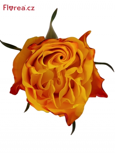 Růže SUNSET X-PRESSION