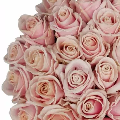 Růže SWEET AVALANCHE FROST