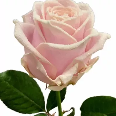 Růže SWEET AVALANCHE FROST 70cm (XL)