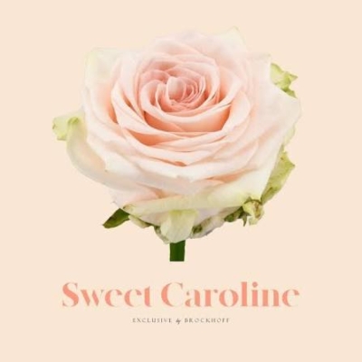 Růže SWEET CAROLINE