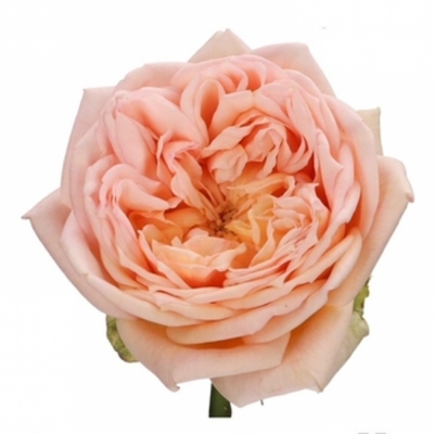 Růže SWEET CATALINA+ 40cm (XL)