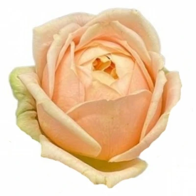 Růže SWEET CATALINA