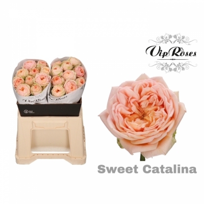 Ruže SWEET CATALINA