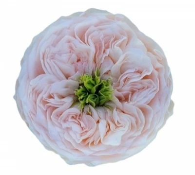 Růže SWEET DIAMOND