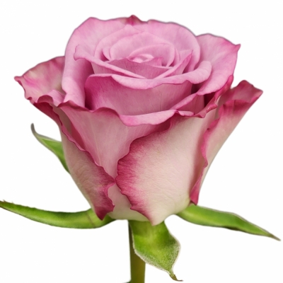 Ruže THRILLER 60cm (M)