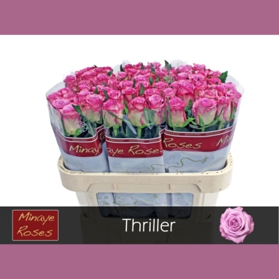 Růže THRILLER