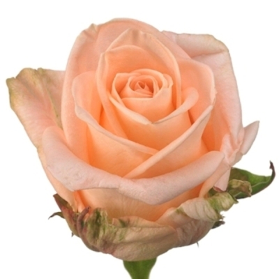 Růže TIFFANY! 60 cm (XXL) EQ