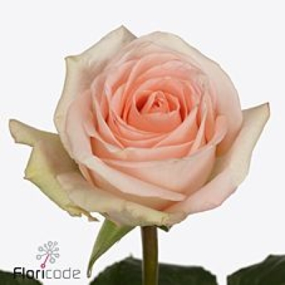 Růže TIFFANY! 60 cm (XXL) EQ