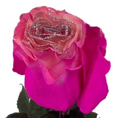 Růže TINTED CORAL STARDUST 70 cm (XXL) EQ