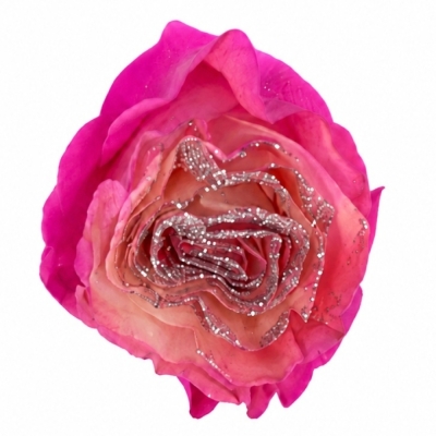 Růže TINTED CORAL STARDUST