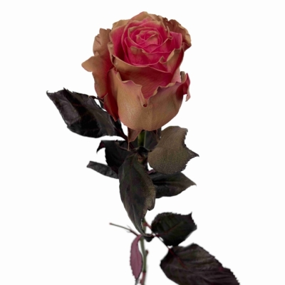 Růže TINTED PINK MOCHA