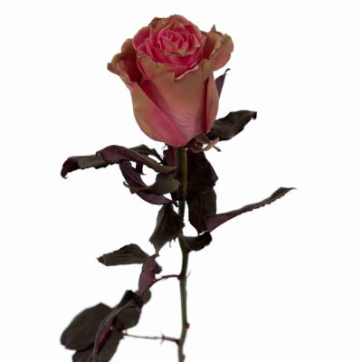 Růže TINTED PINK MOCHA
