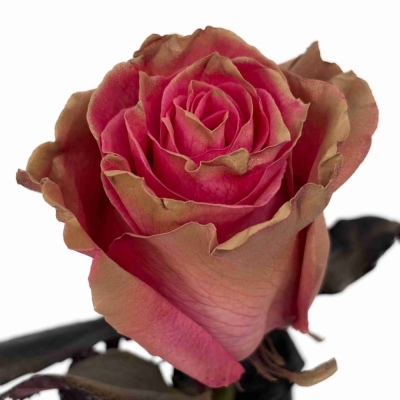 Růže TINTED PINK MOCHA 70 cm (XXL) EQ