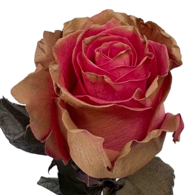 Růže TINTED PINK MOCHA